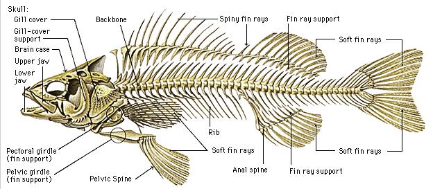 Características dos Neopterygii 1 Raios das nadadeiras dorsal e