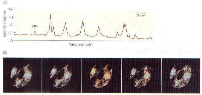 (parte inferior do gráfico) ao longo do tempo. Fonte: Taiz & Zeiger (2004). Figura 11.