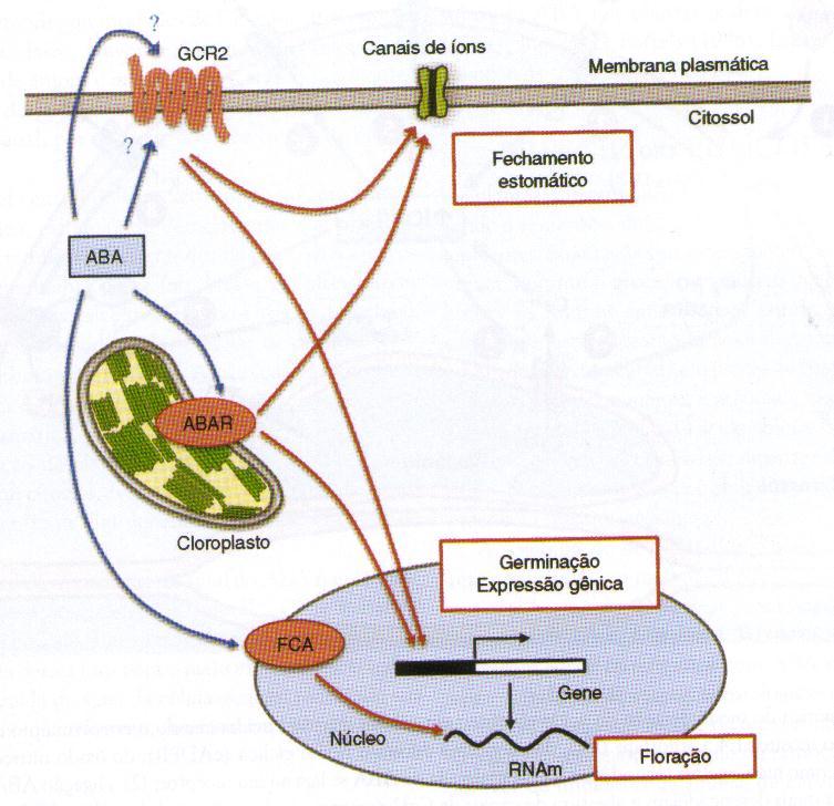 LOCALIZAÇÃO DOS RECEPTORES DE ABA PROTEÍNA INTEGRAL DA MP (FECHAMENTO ESTOMÁTICO, GERMINAÇÃO E EXPRESSÃO DE GENES) RECEPTOR