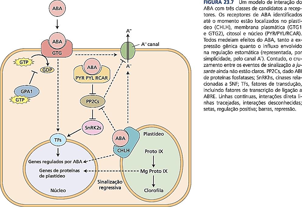 ROTAS DE TRANSDUÇÃO DE SINAL DO ABA Receptores do ABA: os candidatos a receptores incluem diversas classes de proteínas; Sinalizadores secundários (amplificação): incluem Ca 2+, EROs, nucleotídios