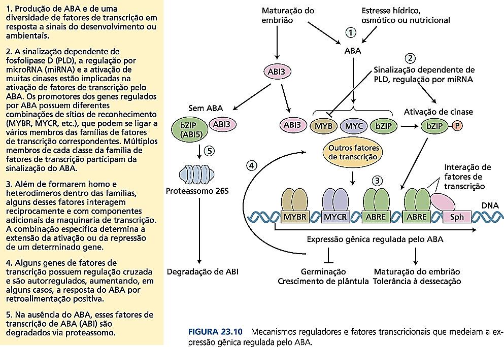 O ABA regula a expressão gênica Após os processos iniciais de transdução de sinal do ABA, este causa alterações na expressão gênica.