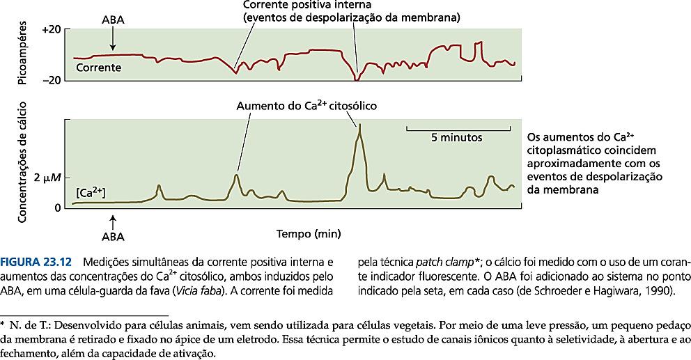 Efeitos do ABA na fisiologia e no desenvolvimento Promove a senescência independente do etileno ABA promove a senescência e pode indiretamente aumentar a [etileno] que estimula a abscisão; O ABA é