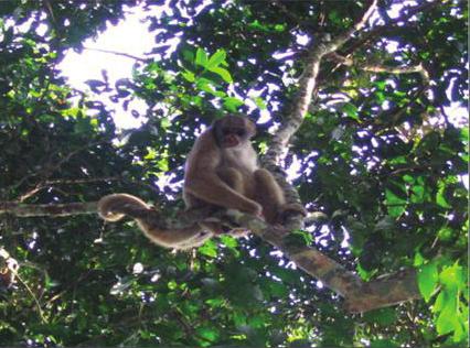 Ambas as espécies de muriquis, hoje, constam na Lista Vermelha da União Internacional para Conservação da Natureza (IUCN, 2006), estando o muriqui-do-norte na categoria criticamente em perigo e