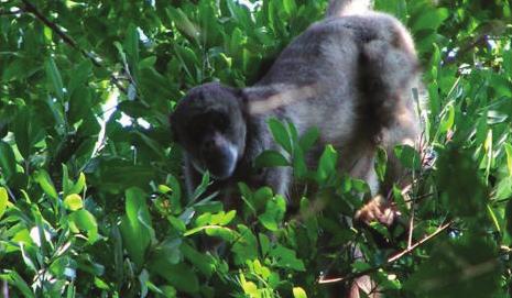 FOTO: Leandro Moreira FIGURA 13 - Indivíduo macho de muriqui-do-norte estudado na Mata dos Luna, entorno imediato do Parque Estadual do Ibitipoca se alimentando de folhas jovens, Santa Rita do