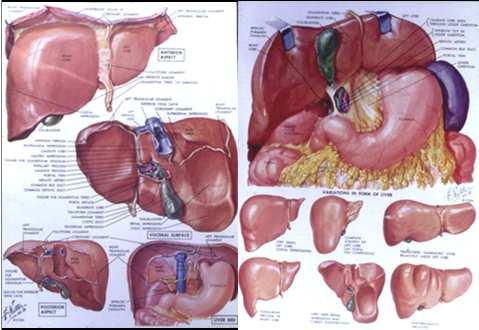 fígado Revisão anatômica Métodos