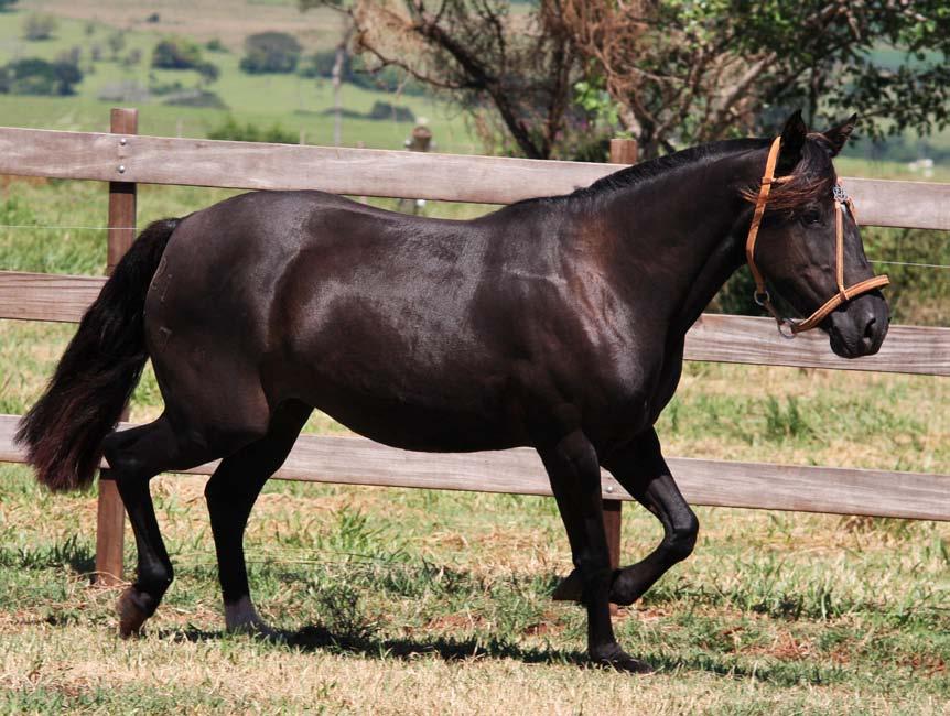 25 LINDÓIA TUPAMBAÉ SBB: B222766 RP: 2147 PRETA FÊMEA 06/10/2004 Genética da premiada Cabanha Tupambaé, reunindo a qualidade incomparável do cavalo motor Comediante.