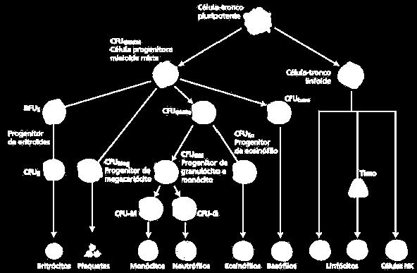 5. Hematologia A Hematologia é o ramo da ciência que estuda o sangue. O sangue é um tecido conjuntivo líquido, constituído por diversas moléculas, solutos e água, que formam o plasma.