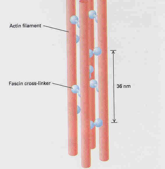 Microfilamentos - Actina A manutenção da forma