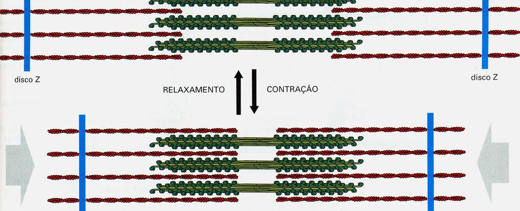 Contração Muscular A contração muscular é causada pelo encurtamento