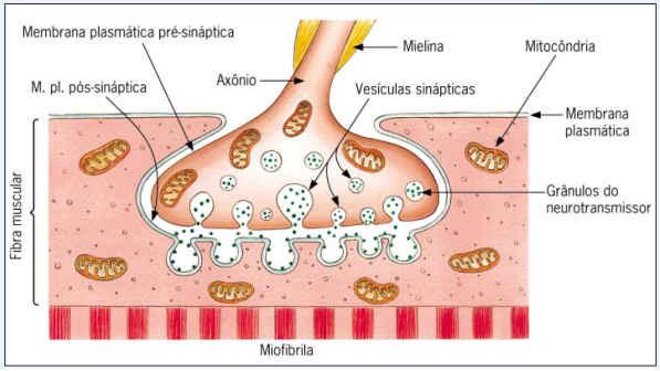 Músculo Esquelético PLACA MOTORA: - Sinapse do nervo com fibra muscular permite desencadear a contração muscular -Neurotransmissor: acetilcolina -É o local em que um estímulo elétrico tem de ser