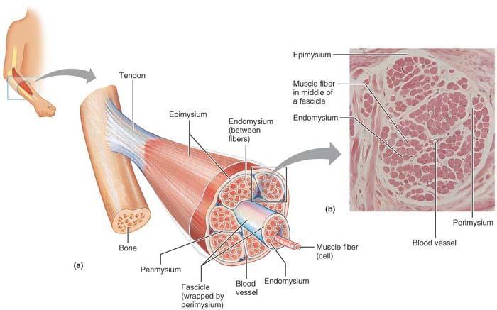 Junção neuromuscular Contacto entre os axónios