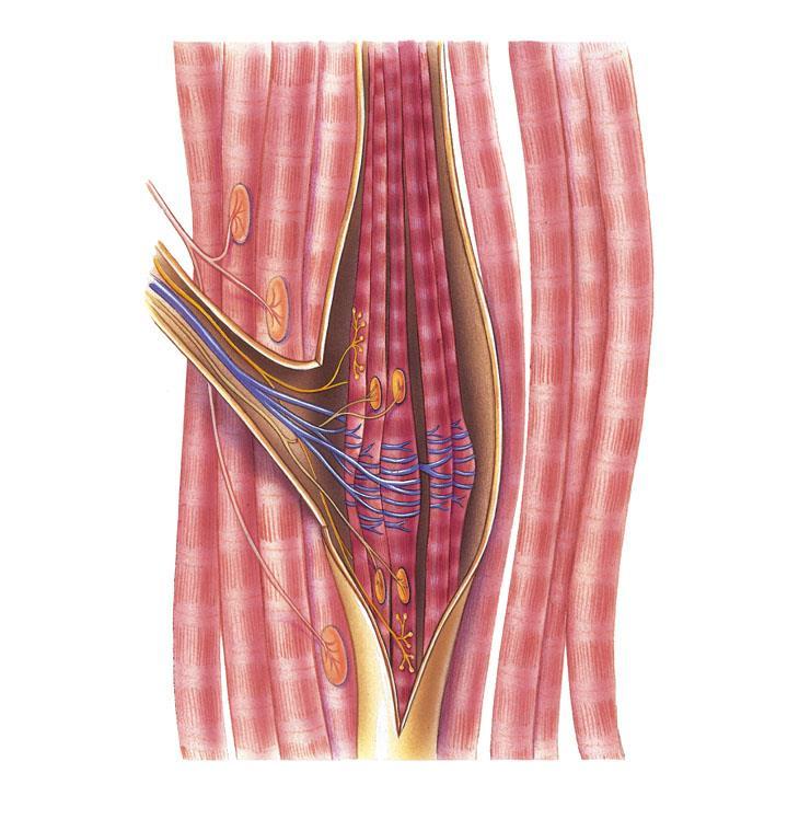 Fusos musculares Propriocetores (sistema somatossensorial) 3 a 10 fibras musculares intrafusais envolvidas por cápsula de tecido conjuntivo. Detetam variações no comprimento dos músculos.