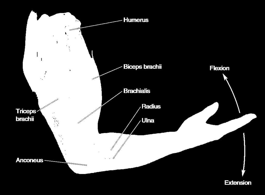 Musculatura somática Terminologia Movimento de flexão Movimento de extensão Músculos flexores Músculos extensores Músculos sinérgicos Músculos antagonistas Músculos axiais (postura) Músculos