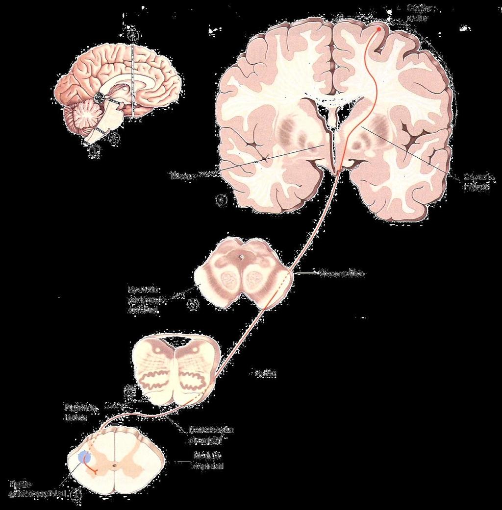 Trato córtico-espinhal lateral O mais longo e um dos maiores tratos (10 6 de axónios) do SNC; Origem: córtex