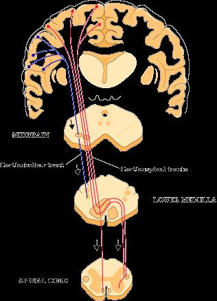 Trato córtico-bulbar Basicamente o mesmo trajeto do trato córtico-espinhal até ao tronco cerebral; Função: Controlo dos movimentos da cabeça e do pescoço; Terminação: formação reticular (perto dos