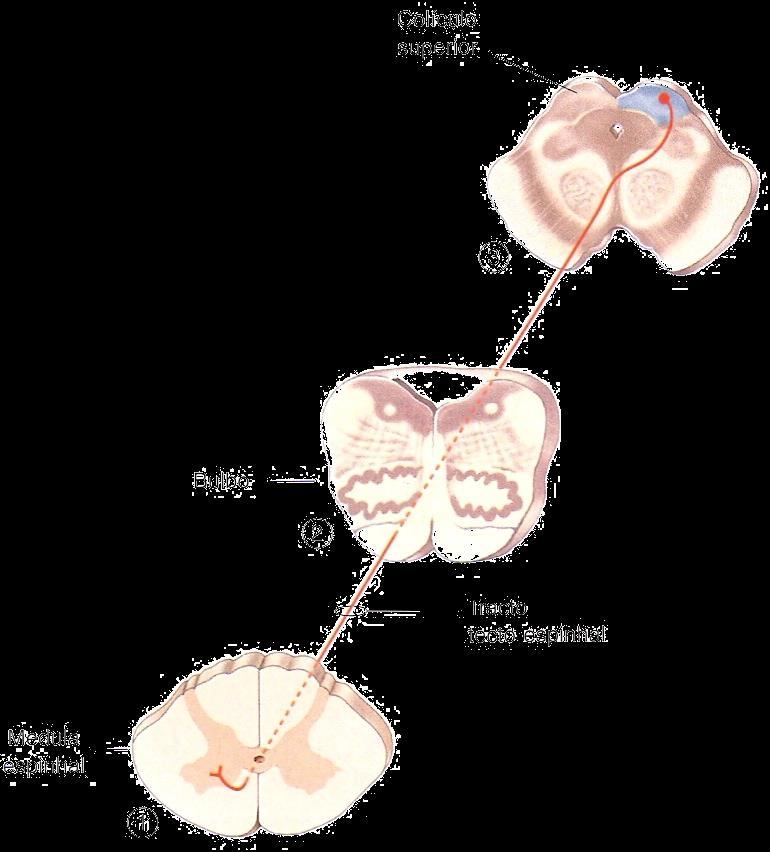 Trato teto-espinhal (ou coliculo-espinhal) Função: Tal como o trato