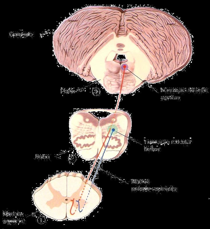 cinzenta da medula espinhal; 2 tratos descendentes: Trato retículo-espinhal pontino (medial): ativa os extensores dos