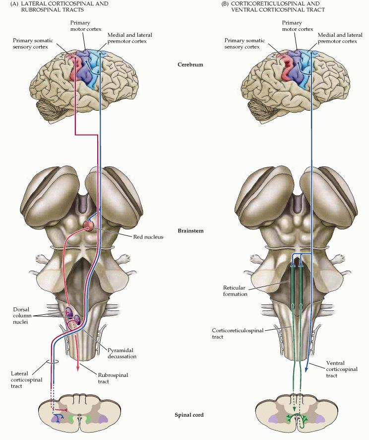 O tronco cerebral é influenciado pelo córtex motor O córtex motor pode