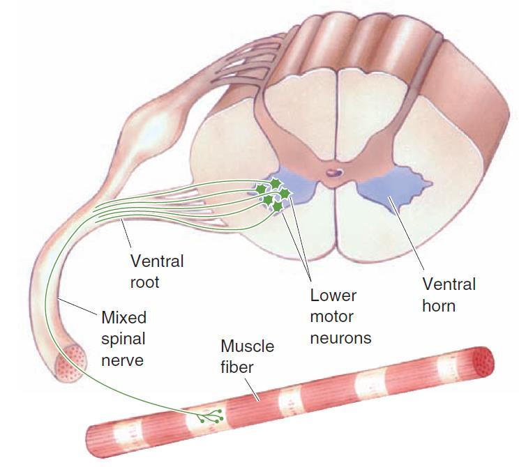 Inervação dos músculos A musculatura somática é inervada pelos neurónios motores somáticos do corno