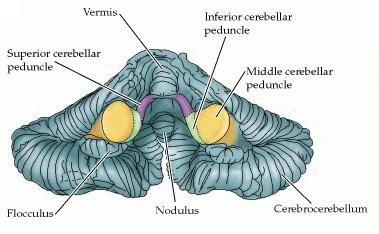 Pedúnculos cerebelares Via aferente (para o cerebelo) (Córtex cerebral e colículos superiores ) Núcleos pontinos Cerebelo Via eferente: para núcleo vestibular e formação reticular.