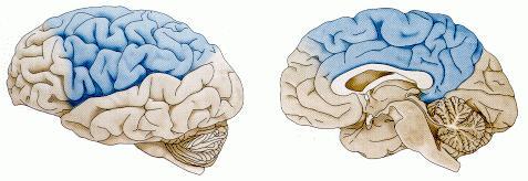 Projeções para o cerebelo (aferências) Córtex cerebral: principal fonte de projeções para o cerebelo Áreas corticais 4 e 6 Áreas somatossensoriais do giro