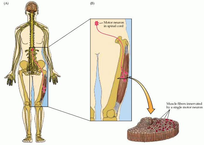 Cada axónio dos neurónios motores ramifica-se dentro dos músculos e faz sinapse em muitas fibras musculares diferentes; Unidade