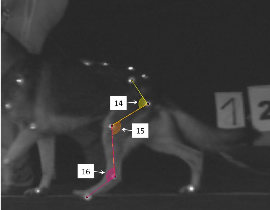 Figura 12 Representação esquemática dos ângulos articulares no momento de máxima extensão do membro pélvico, em um cão
