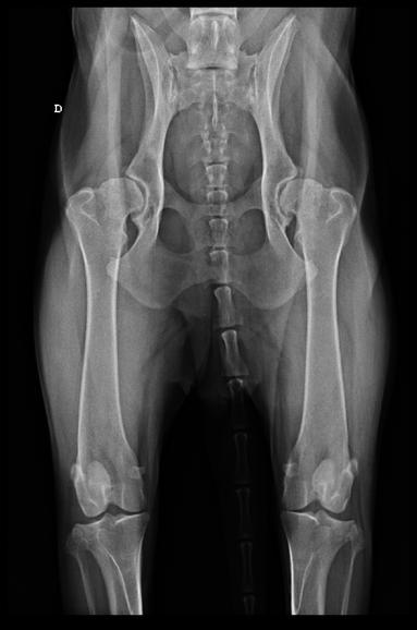 Figura 17 - Imagem radiográfica das articulações coxofemorais de cão da