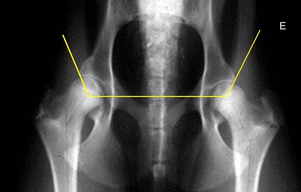 AN Figura 20 - Detalhe da imagem radiográfica da articulação coxofemoral de cão da raça Pastor Alemão, obtida pelo MRC, demonstrando as