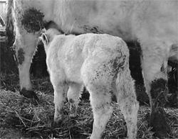 Transmissão pré-natal Pode haver infecção uterina (linfonodo( supramamário rio) 20-40% dos fetos de vacas positivas Todos os fetos positivos