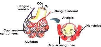 20 hemácias, levando dos pulmões aos capilares sanguíneos e depois atingem os tecidos. São 250 milhões de moléculas trabalhando em cada hemácia e transportam 1 bilhão de moléculas de gás oxigênio.