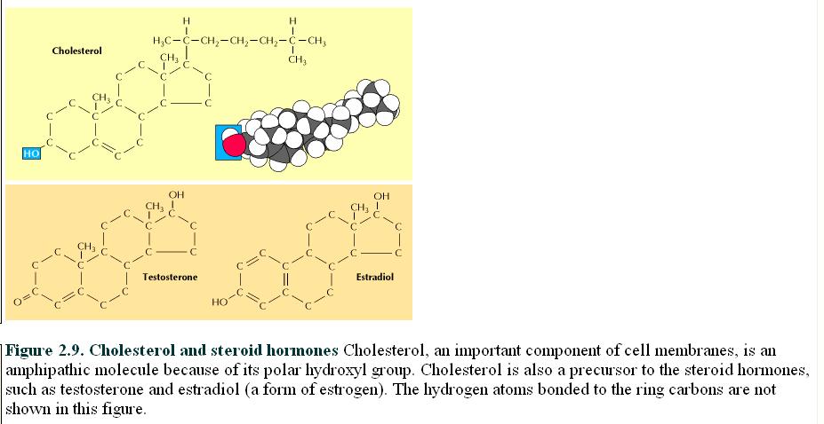 Colesterol com sua cabeça polar (grupo OH) está próximo da cabeça polar dos fosfolipídeos. Colesterol e hormônios esteróides.