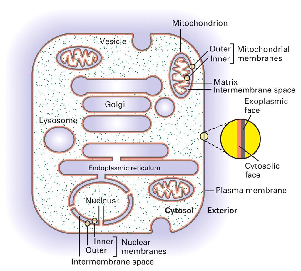 As faces das membranas celulares Note que a face interna das membranas das organelas como Golgi, lisossomos e retículo endoplasmáticos é topológicamente igual