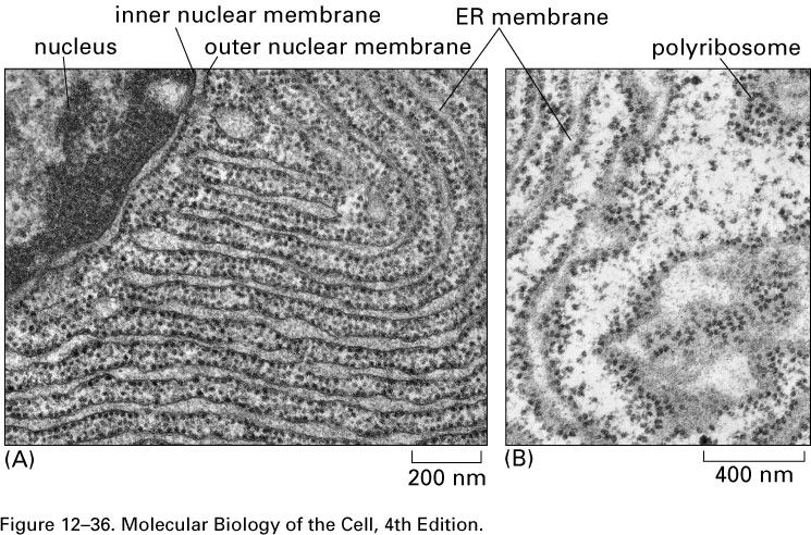 Retículo Endoplasmático Rugoso - anexado a sua membrana estão os ribossomos Está organizado em uma rede de labirintos de tubos ramificados e sacos achatados que se estendem por todo o citosol.