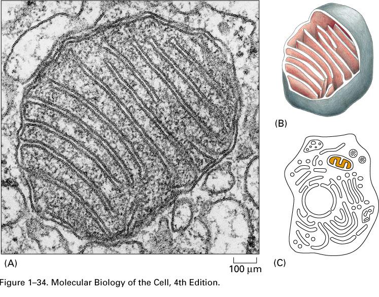 mitocôndrias As mitocôndrias (do grego mito: filamento e chondrion: grânulo) estão presentes no citoplasma das células eucarióticas, sendo caracterizadas por uma série de propriedades morfológicas,
