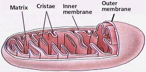 Matriz: a matriz contêm uma mistura altamente concentrada de centenas de enzimas, incluindo aquelas necessárias à oxidação do piruvato e ácidos graxos e para o ciclo do ácido cítrico.