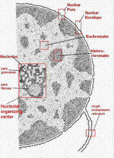 O núcleo é delimitado por um envelope nuclear formado por duas membrans concêntricas.