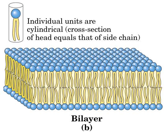 Cabeças polares/carregadas são hidrofílicos (gostam de água) e necessitam estar cercado por água e ions (pontes de hidrogênio para a água e interações eletrostáticas com os ions) para conseguir sua