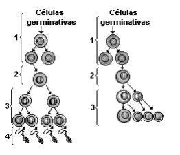 EXERCÍCIOS DE AULA 1. Analisando o processo de gametogênese em mamíferos, é correto afirmar que: a) Após a divisão meiótica, de cada ovogônia originam-se quatro ovócitos idênticos.