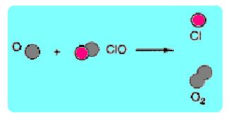 Mecanismo da destruição da camada de ozônio O átomo de cloro livre reage com o O 3 formando O 2 de ClO. O oxigênio livre na estratosfera reage com o ClO liberando o átomo de Cl.
