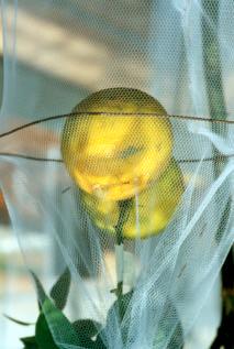 22 Figura 8 - Gaiolas de ferro contendo frutos de citros e onde foram colocados adultos de Ecdytolopha aurantiana, utilizadas no ensaio de campo para verificar a eficiência de agroquímicos no