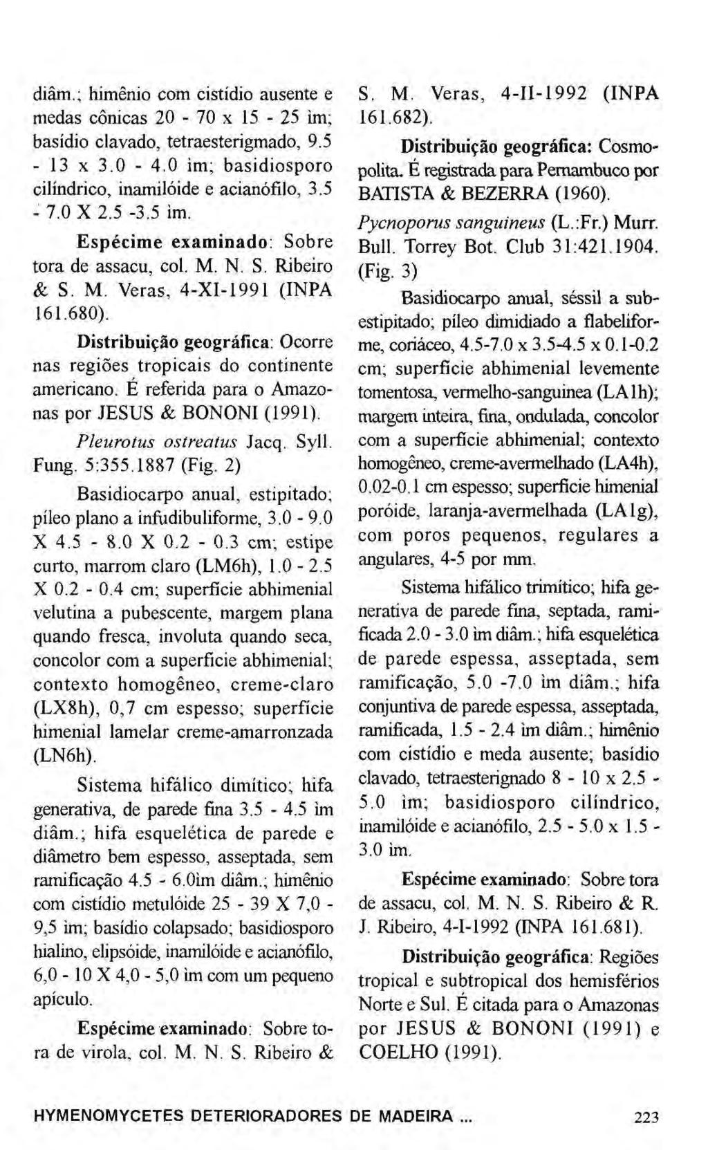 diâm.; himênio com cistídio ausente e medas cônicas 20-70 χ 15-25 im; basidio clavado, tetraesterigmado, 9.5-13 χ 3.0-4.0 im; basidiosporo cilindrico, inamilóide e acianófílo, 3.5-7.0 X 2.5-3.5 im. Espécime examinado: Sobre tora de assacu, col.