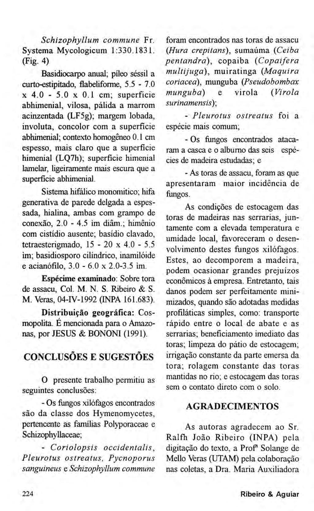 Schizophyllum commune Fr. Systema Mycologicum 1:330.1831. (Fig. 4) Basidiocarpo anual; píleo séssil a curto-estipitado, flabeliforme, 5.5-7.0 χ 4.0-5.0 χ 0.