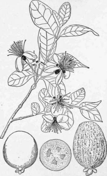 Goiabeira serrana - Acca sellowiana Fam. Myrtaceae Espécie amplamente consumida e comercializada no Uruguai, onde foram desenvolvidas variedades melhoradas com a casca lisa ou rugosa.