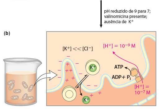 ATP Antibiótico ionófero Carreador de K + rompe o gradiente de K + No