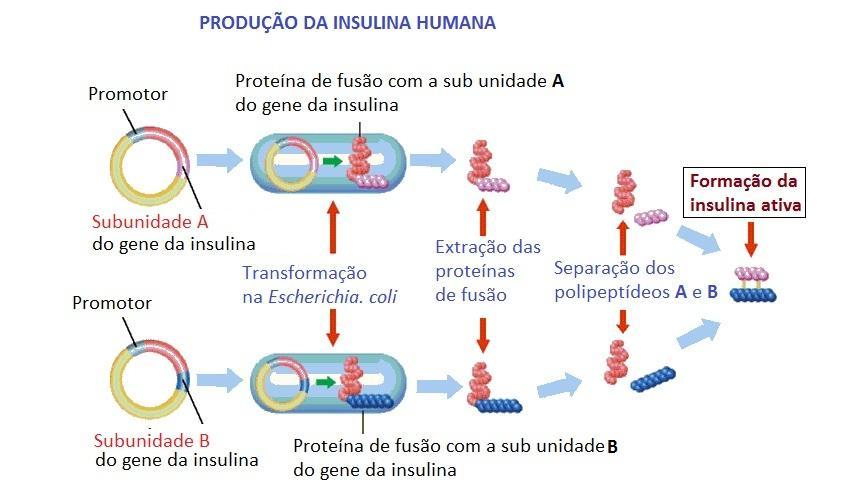 Organismos geneticamente modificados OGM o 1980