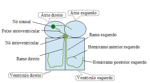 velocidade de fluxo horizontal do papel de 25mm/s. O QUADRO 1 mostra uma síntese sobre as medidas do quadriculado do papel eletrocardiográfico. QUADRO 1. Pontos-chave sobre as dimensões do quadriculado do papel eletrocardiográfico.
