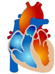 30 AV R AV L D 2 VD VE D 3 AV F VD = Ventrículo direito. VE = Ventrículo esquerdo FIGURA 33. Direção e sentido dos vetores relativos às derivações eletrocardiográficas D 2, D 3, AV R, AV L e AV F.