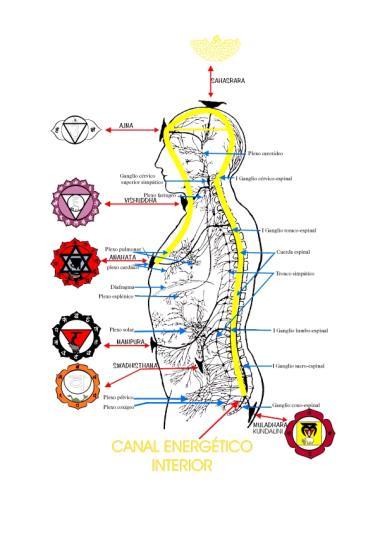 Os chacras são vórtices de energia que trocamos nossa consciência interior com a exterior e vice e versa.