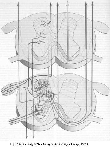 AS VIAS VENTROMEDIAIS Via de Condução (4/7) Cerebelo Estimula os reflexos na medula Manter o comprimento e tensão muscular Extensores do MMII Ponte Formação Reticular Pontina Inibe